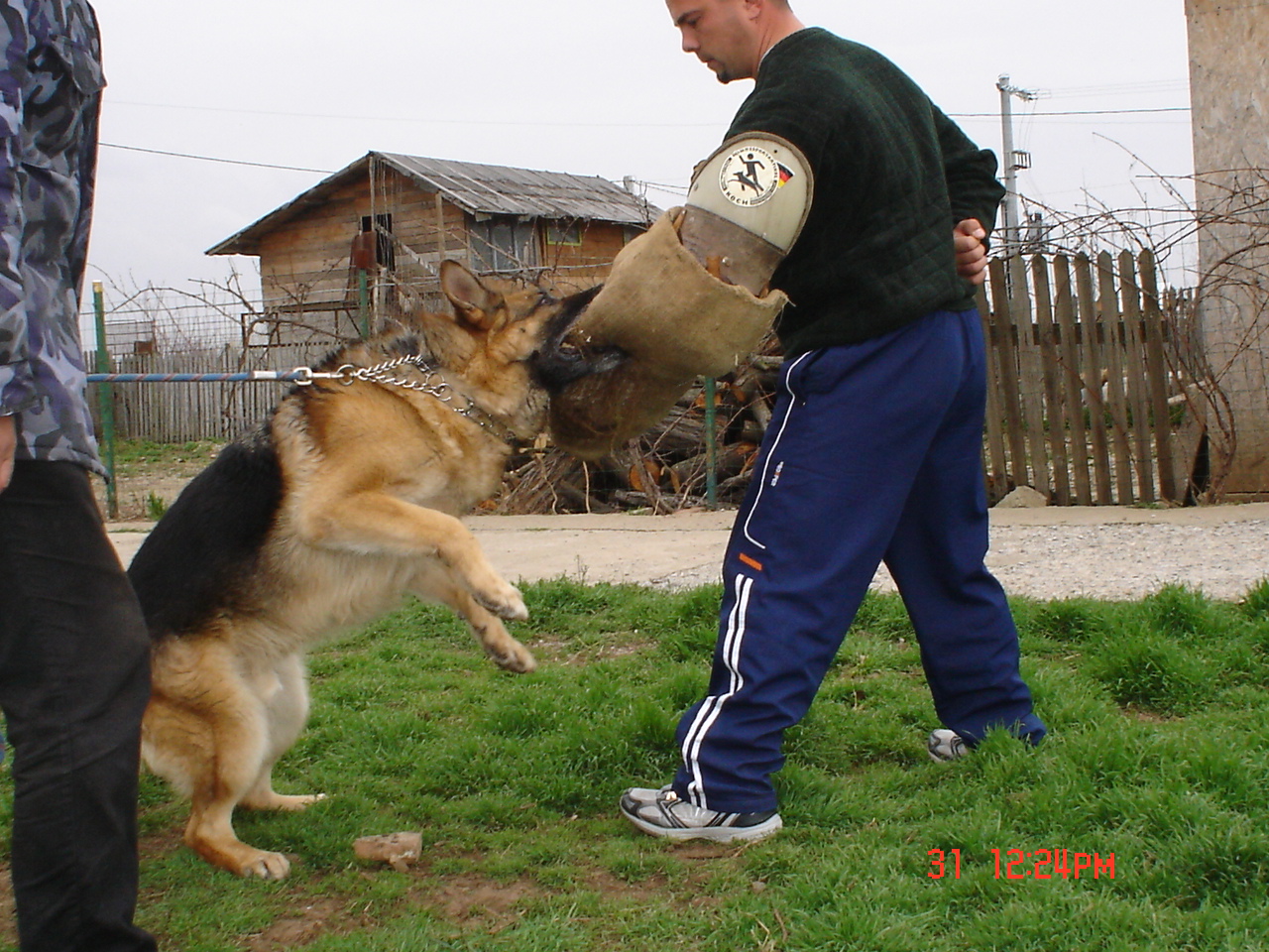 DRESAJ SI PENSIUNE CANINA PLOIESTI